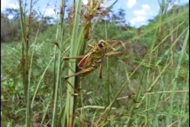 Styrstreckets gräshoppa crawlningar — Stockvideo