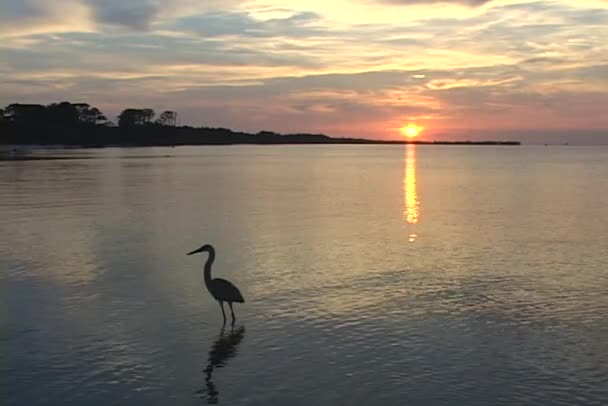 Heron wades in shallow water — Stock Video