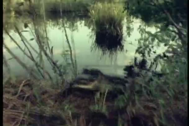 Alligator walking out of swamp — Stock Video