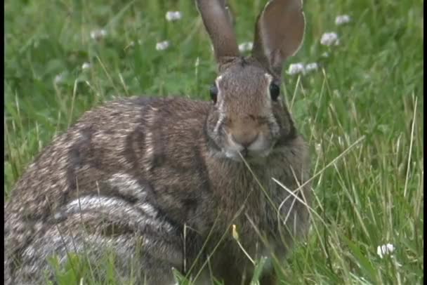 Un conejo gato mira en la hierba alta — Vídeos de Stock