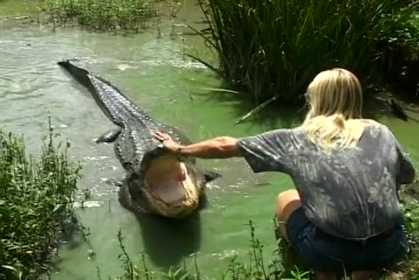 O persoană înghite un aligator . — Videoclip de stoc