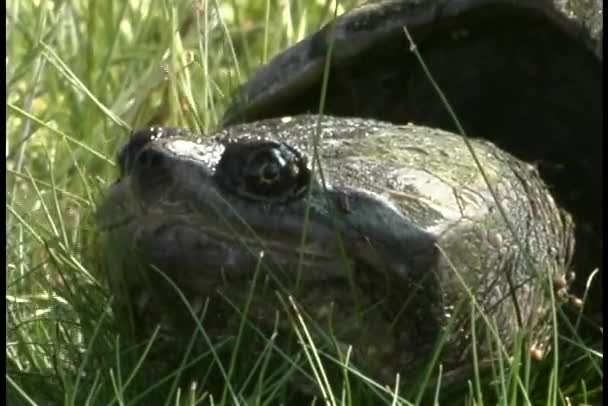 Una tortuga descansa en la hierba — Vídeos de Stock