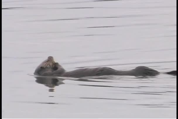 Un castor flotte sur son dos — Video