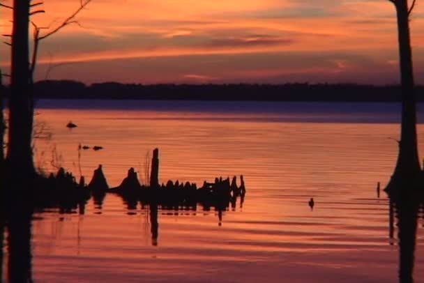 Gli alberi nascono dall'acqua — Video Stock