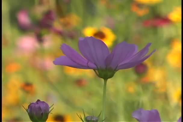 Wildblume wiegt sich im Wind — Stockvideo