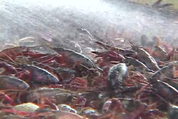 Water washes a crayfish — Stock Video