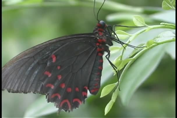 Бабочка сидит на листе — стоковое видео