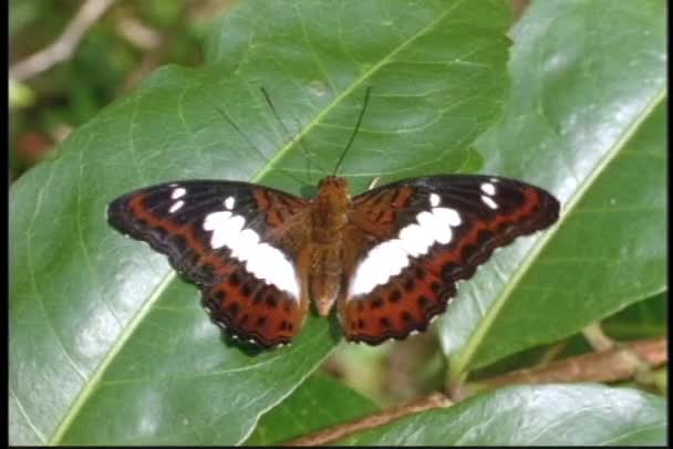 Метелик закриває крила на листі — стокове відео