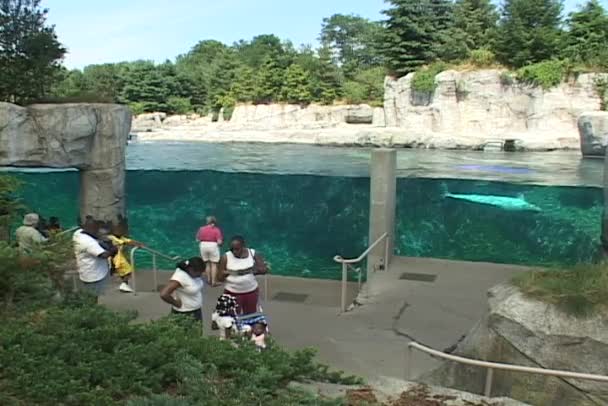Visitantes del acuario observan un beluga — Vídeo de stock