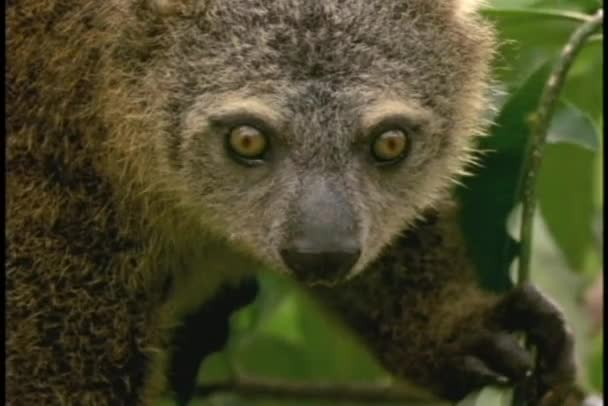 Urso Cuscus olha para a câmera — Vídeo de Stock