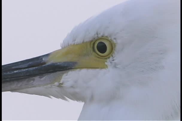 Linda Grande Egret de pé — Vídeo de Stock