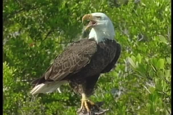 Bald Eagle undersökningar dess omgivningar. — Stockvideo