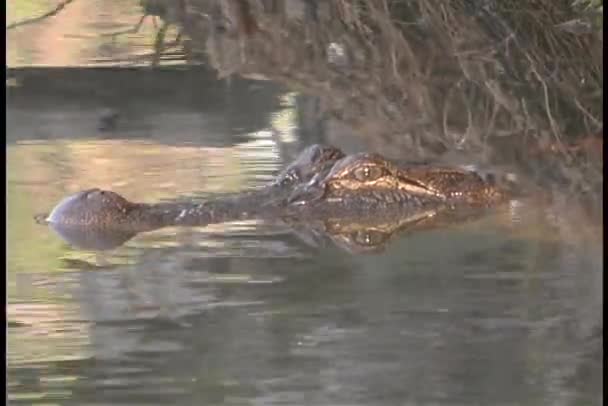 Alligator peers out above water — Stock Video