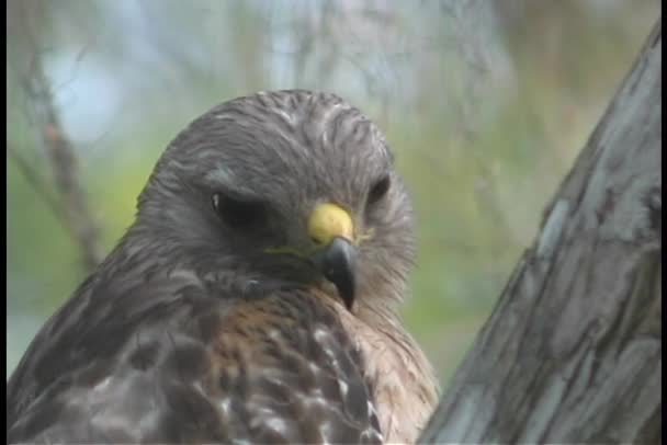 Falco bruno gira la testa — Video Stock