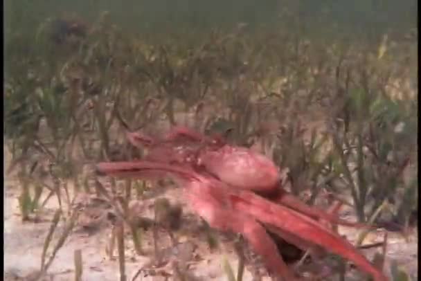 Осьминог плавает под водой — стоковое видео