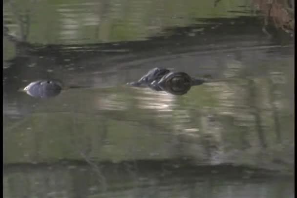 Alligator guckt über Wasser — Stockvideo