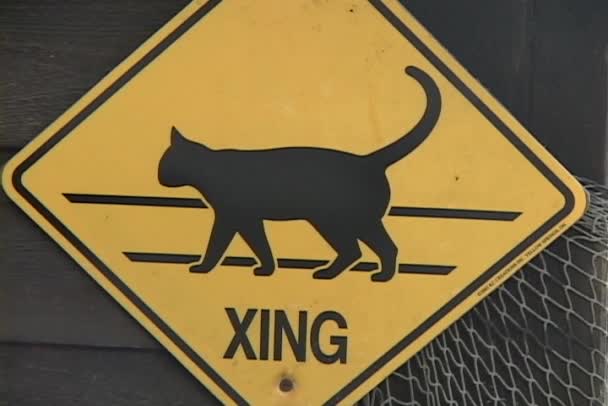 Crossing cat yellow sign — Stock Video