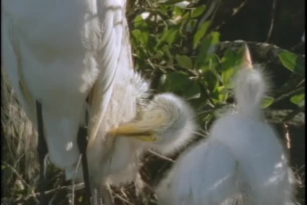 Bebek civcivlerin ile ak balıkçıl — Stok video