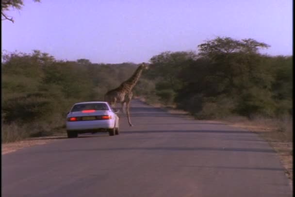 Sedán se detiene para dejar cruzar jirafas . — Vídeo de stock