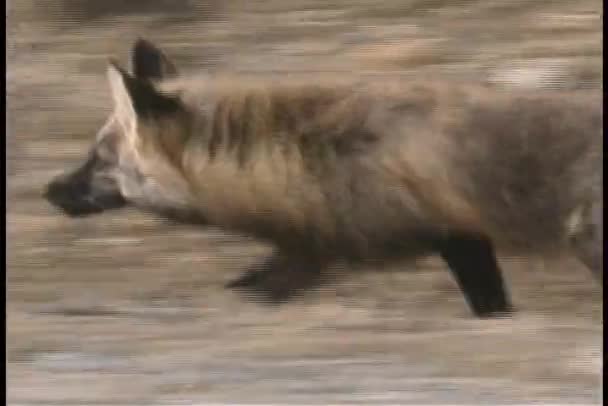 A fox hunts for prey — Stock Video