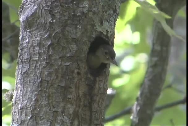 Ein Vogel blickt aus einem Loch in einem Baum — Stockvideo