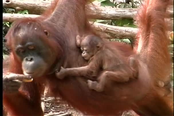 Baby orangutan clutches its mother — Stock Video