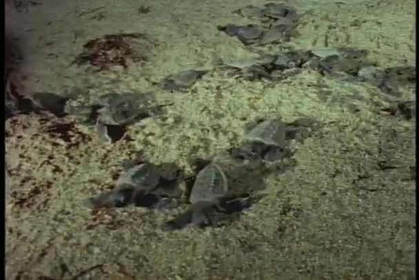 Sea turtles hatchlings — Stock Video