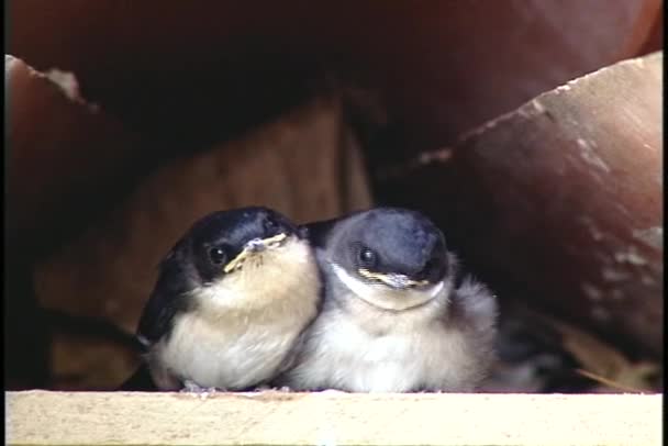 Swallows glance around — Stock Video