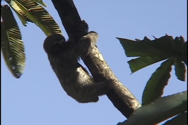 Three toed tree sloth on tree — Stock Video