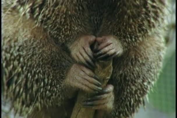 Porcupine tar fasta på att en gren — Stockvideo