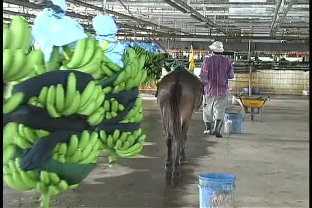 Esel zieht Stapel Bananen — Stockvideo