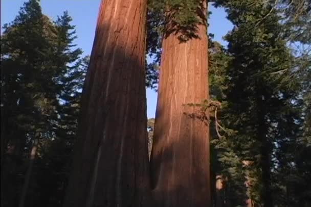 Ancient redwood trees — Stock Video