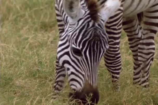 Kenya, Afrika'nın ovalarında bir zebra grazes. — Stok video