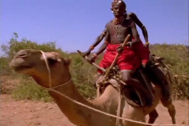 Masai tribesmen on camel — Stock Video