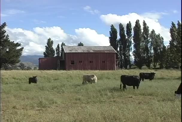 Old red barn in New Zealand — Stock Video