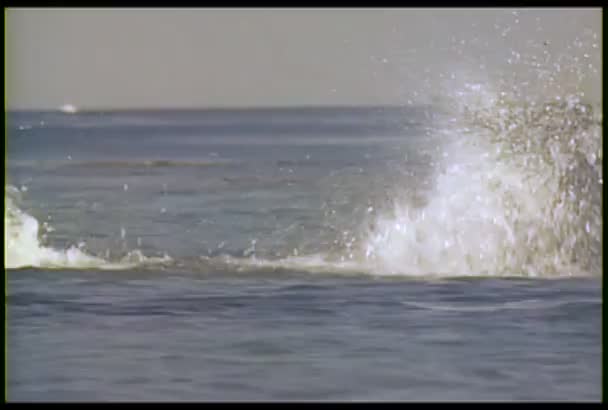El hombre nada en el océano — Vídeo de stock