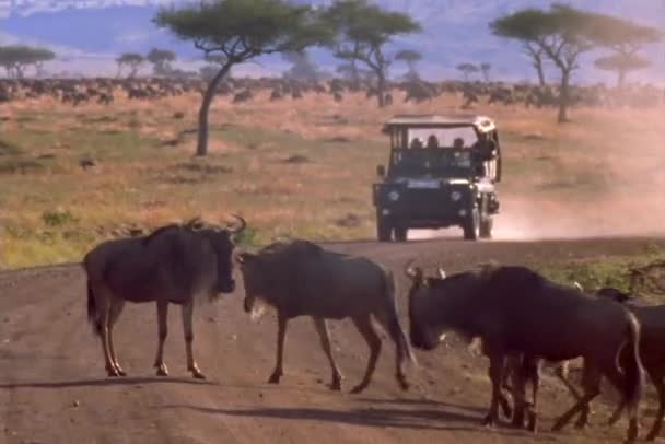 Τον wildebeests διασχίζουν το δρόμο — Αρχείο Βίντεο