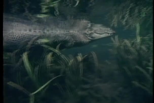 Aligator pływa w spokojnej wodzie — Wideo stockowe