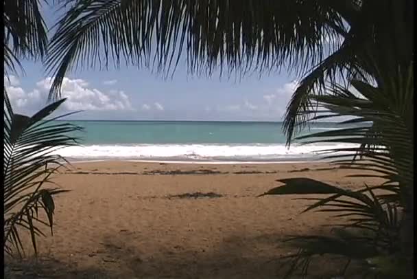 Fronde di palma cornice al paradiso caraibico — Video Stock