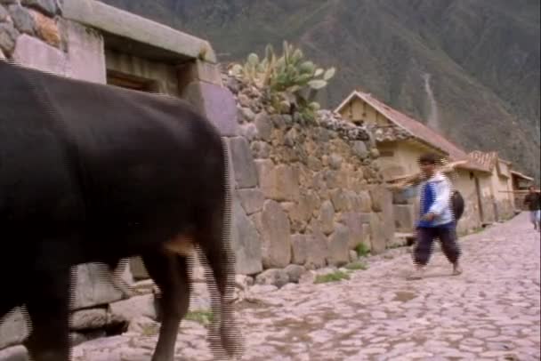 Çiftçiler ve cadde boyunca yürüyen inekler — Stok video