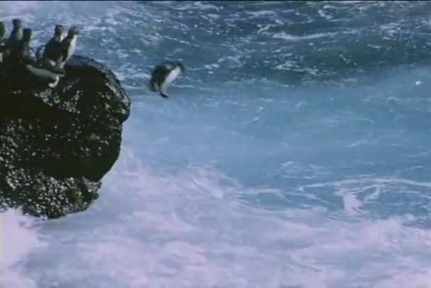 Rockhopper penguins atlamak okyanusa — Stok video