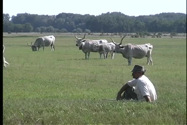 Pastoreio de gado tradicional em um pasto verde — Vídeo de Stock