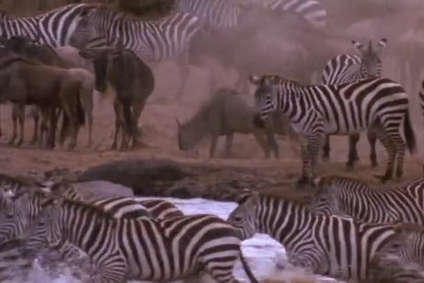 Zebras e gnus atravessam o rio . — Vídeo de Stock