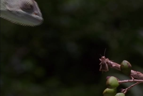 Lagarto arrebata un insecto — Vídeos de Stock