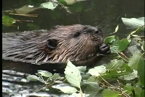 Beaver eating leaves in a pond Royalty Free Stock Video