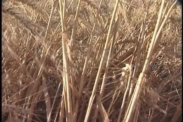 Champ de blé doré — Video