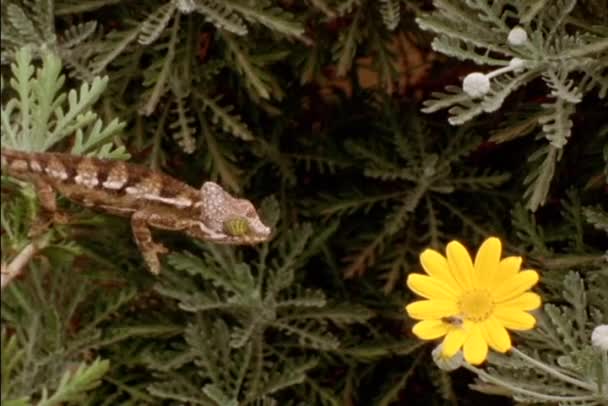 Lagarto arrebata una mosca — Vídeos de Stock