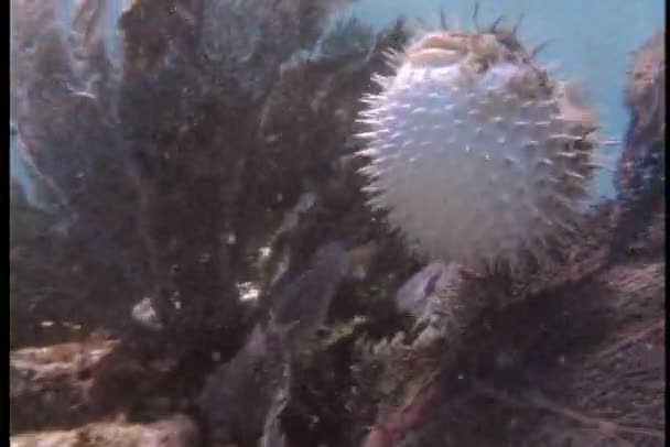 Pufferfish zwemt in zee — Stockvideo