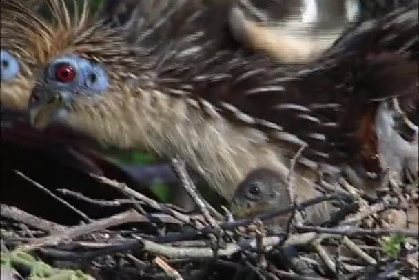 Hoatzin vogels in het nest — Stockvideo