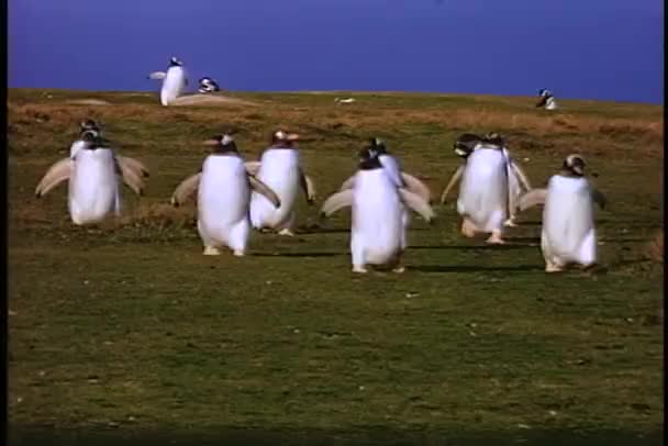 Pinguïns waddle over een velden — Stockvideo